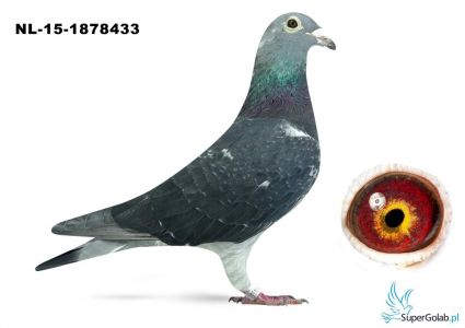 NL-15-1878433- org Machiel Buijk