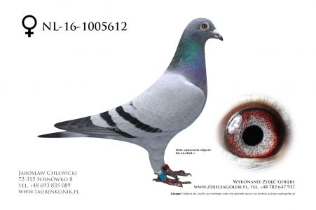 NL-16-1005612 oryg. Jaap Koehoorn. Córka Amazing Blue i Superracer 2012