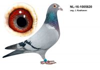 NL-16-1005620 org. Jaap Koehoorn