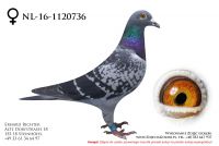 NL-16-1120736 - samiczka