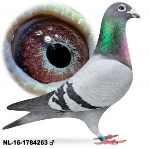 NL-16-1784263 Samiec