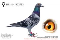 NL-16-1802753 - samiczka