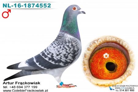 NL-16-1874552 - inbred na Elektro - Jos Vercammen