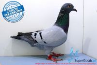 NL-17-1221565