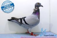 NL-17-1221579