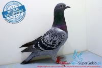 NL-17-1345546