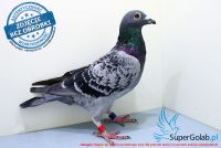 NL-17-1345576