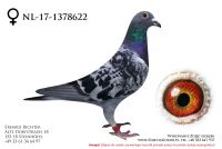NL-17-1378622 - samiczka