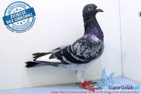 NL-17-1413203