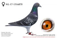 NL-17-1516870 - samiczka
