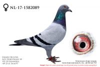 NL-17-1582089 - samiczka
