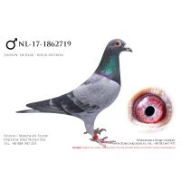 NL-17-1862719, z hodowli H Beverdam