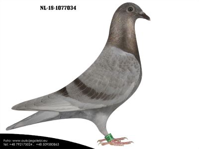 NL-18-1077034 Pigeon World Henryk i Grzegorz Drygala Mistrzowie Polski kat A 2012 r