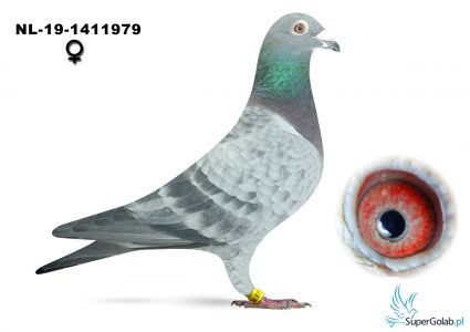 NL-19-1411979 org Eijerkamp