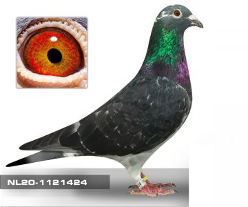 NL-20-1121424. Anton Ruitenberg. Wnuk GLADIATORA. Certyfikat DNA