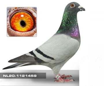 NL-20-1121459. Anton Ruitenberg. Wnuk BLIKSEMA i RUDY. Certyfikat DNA