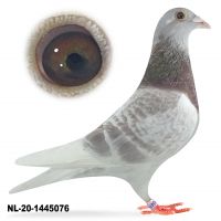 NL-20-1445076
