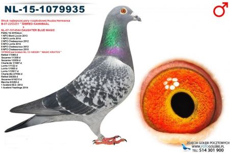 NL-2015-1079935 - oryg Huub Hermans - SYN ZŁOTEJ PARY, linia Kannibaal, De Blue Magic