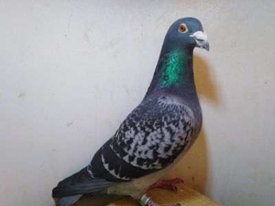 NL 2015-1560909 samiec De klak G&S Verkerk