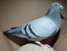 NL-2024-8160589 (Marc Gielen) - samica