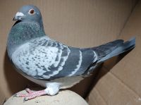 NL-2024-8160592 (Marc Gielen) - samiec