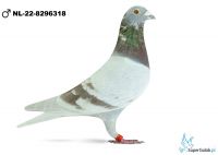 NL-22-8296318