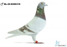 NL-22-8296318