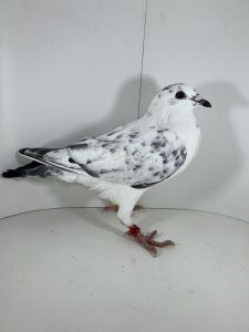 NL-22-8465915 Mocny inbred Pitbull 777