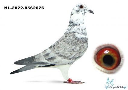 NL-22-8562026 - Rospłoch J.M. - Profesjonalny portal aukcyjny