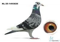 NL-25-1493820 van Dyck