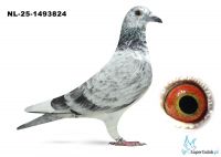 NL-25-1493824 - 100 Leideman