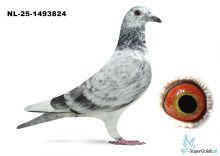 NL-25-1493824 - 100 Leideman