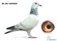 NL-25-1493825  - 100 % Leidemann