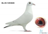 NL-25-1493826 Leideman