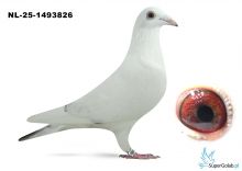 NL-25-1493826 Leideman