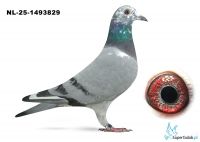 NL-25-1493829 Leideman