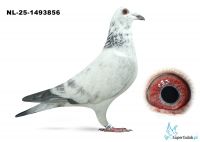 NL-25-1493856 - 100% Leideman