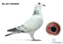 NL-25-1493856 - 100% Leideman