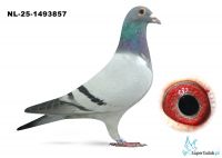 NL-25-1493857  Leideman x v.d. brande x Roeper