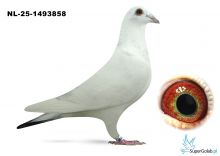 NL-25-1493858 Leideman x Brande x Roeper