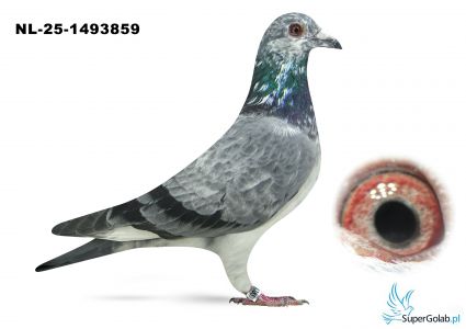 NL-25-1493859 Leideman x v.d. Brande