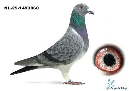 NL-25-1493860 Leideman x v.d. Brande