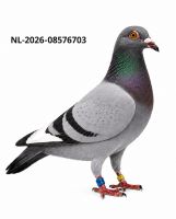 NL-26-08576703 Leideman