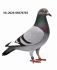 NL-26-08576703 Leideman