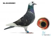 NL-26-8292881