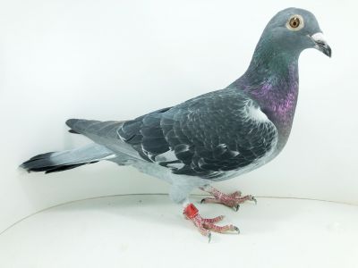 NOR  011 22 0109 – org. Krzysztof Bury - / 240m – Finał 430km / 108m SuperCup /  (prawdopodobnie samiczka)