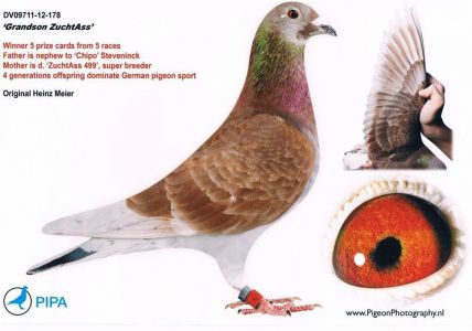 NR.4-PAKIET 5 GOŁĘBI MŁODYCH 2020r. PO ROZPŁODOWYCH I LOTOWYCH