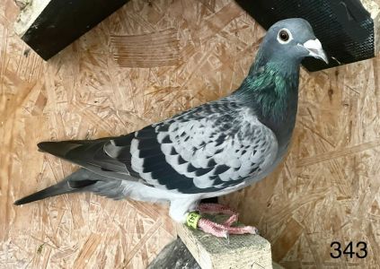 Ojciec gołębia 343 jest olimpijczyk z Brukseli 2017 matka to wnuczka CARL od Drapy !!!