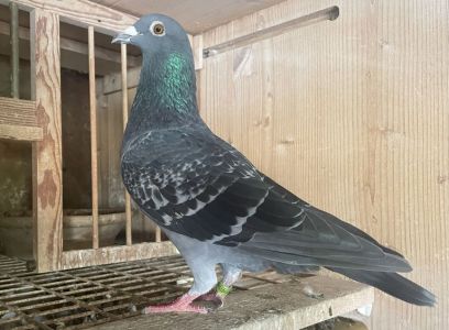 Ojciec gołębia 344 jest olimpijczyk z Brukseli 2017 matka to wnuczka CARL od Drapy !!!