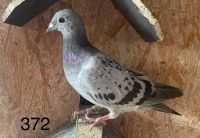 Ojciec gołębia 372 jest De Sezanne SUPER LOTNIK 2AS Rejonu w Holandi X curka Olipijczyka Zbigniew Zak
